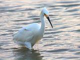 Egret Hunting_32693